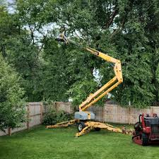 Reliable Butler, PA Tree Care Solutions