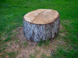 Best Tree Disease Treatment  in Butler, PA