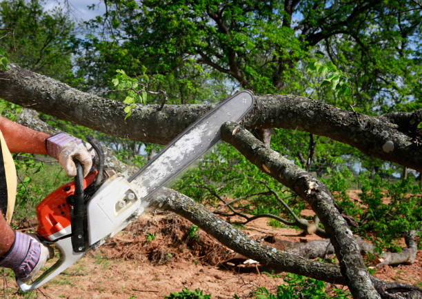 Best Tree Mulching  in Butler, PA