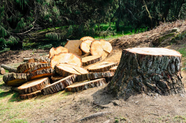 Best Tree and Shrub Care  in Butler, PA